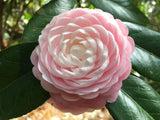 **PINK PERFECTION**Unique Bloom*Camellia Japonica-Live Starter Plant -USA SELLER Garden Plants