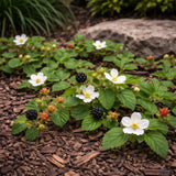 Southern Dewberry 5 Pack Live Rooted Green Plant