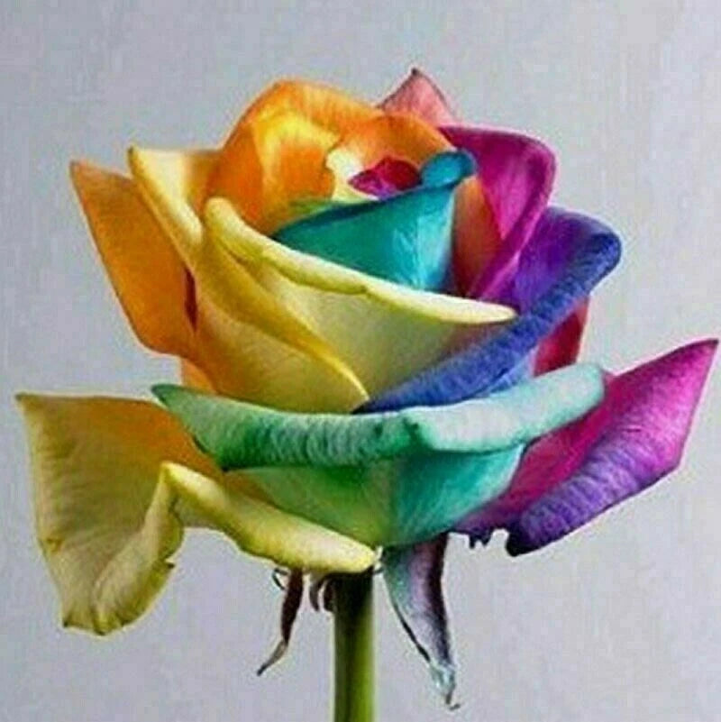 USA-Seller 50pcs Colorful Rainbow Rose Flower Seeds Home Garden Plants.(#1) Garden Plants