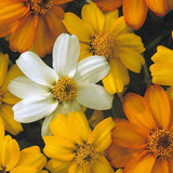 100+ Starbright Mix Zinnia Seeds for Garden Planting - USA - FREE SHIPPING! Garden Plants