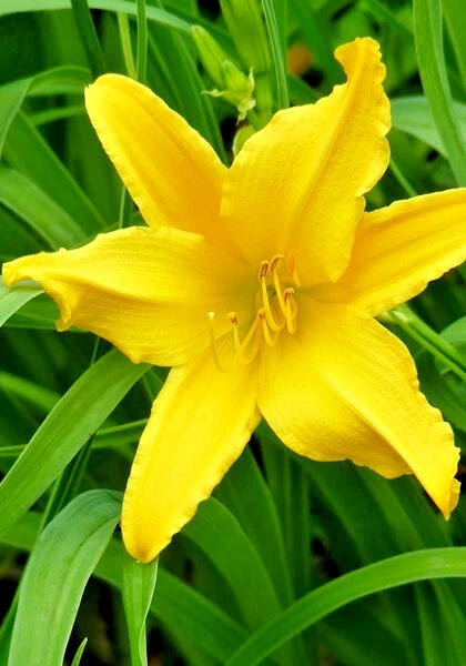 5 LUTEOLA DAYLILY SEEDS  - Hemerocallis 'Luteola' Garden Plants
