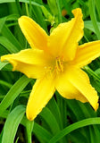 5 LUTEOLA DAYLILY SEEDS  - Hemerocallis 'Luteola' Garden Plants