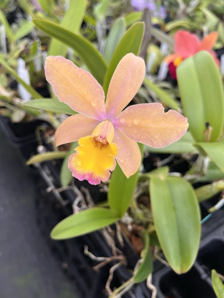 Blooming orange and pink Cattleya orchid with yellow center and green leaves