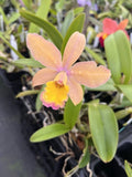 Cattleya Orchid Lc Gold Digger x Pirika Sunset 4Ó Pot FLOWER (B) Orchids