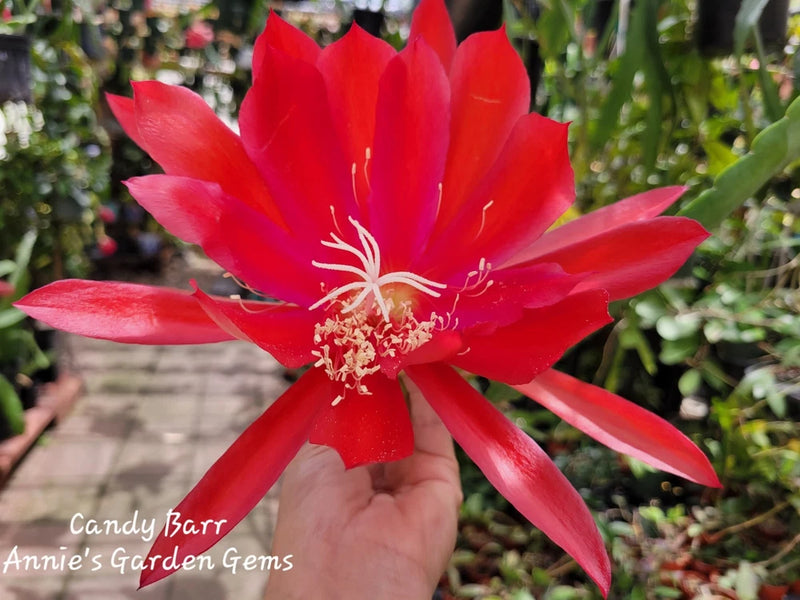 Red orchid cactus (Epiphyllum) flower with long petals and white stamens
