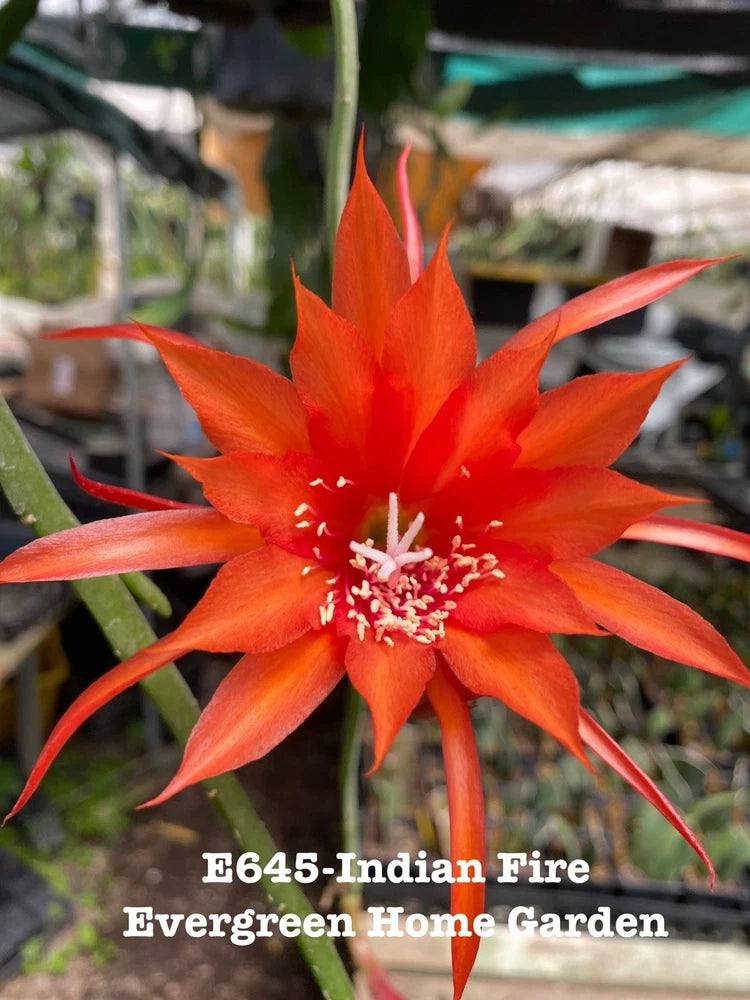 Orange-red orchid cactus bloom with long petals on a potted plant