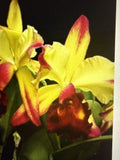 ORCHID PLANTS Dora Louise Capes Lea Am/Aos 2 rooted stem no pot sale Orchids