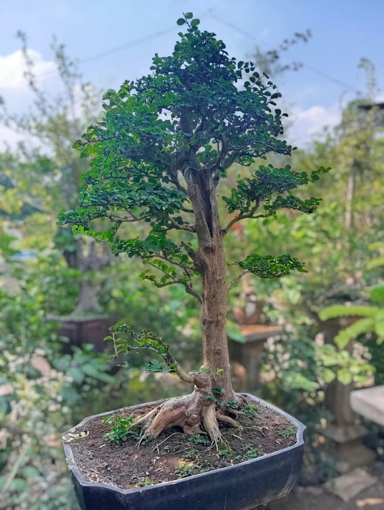 Small green bonsai tree with thick textured trunk in dark round pot