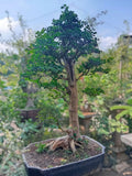 Actual plant Bonsai Cudrania / bonsai maclura cochinensis old tree bonsai Green Plant