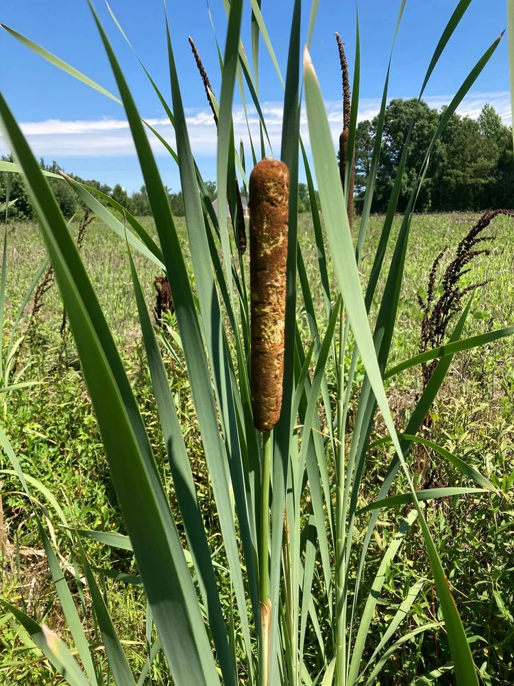 3 LIVE CATTAIL (CAT TAIL) PLANTS **FREE SHIPPING** Green Plant