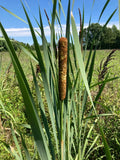 3 LIVE CATTAIL (CAT TAIL) PLANTS **FREE SHIPPING** Green Plant