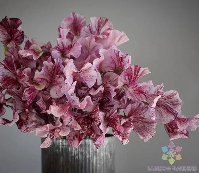 50+ Streamer Chocolate Sweet Pea Seeds for Garden - USA - FREE SHIPPING! Garden Plants
