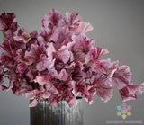 50+ Streamer Chocolate Sweet Pea Seeds for Garden - USA - FREE SHIPPING! Garden Plants