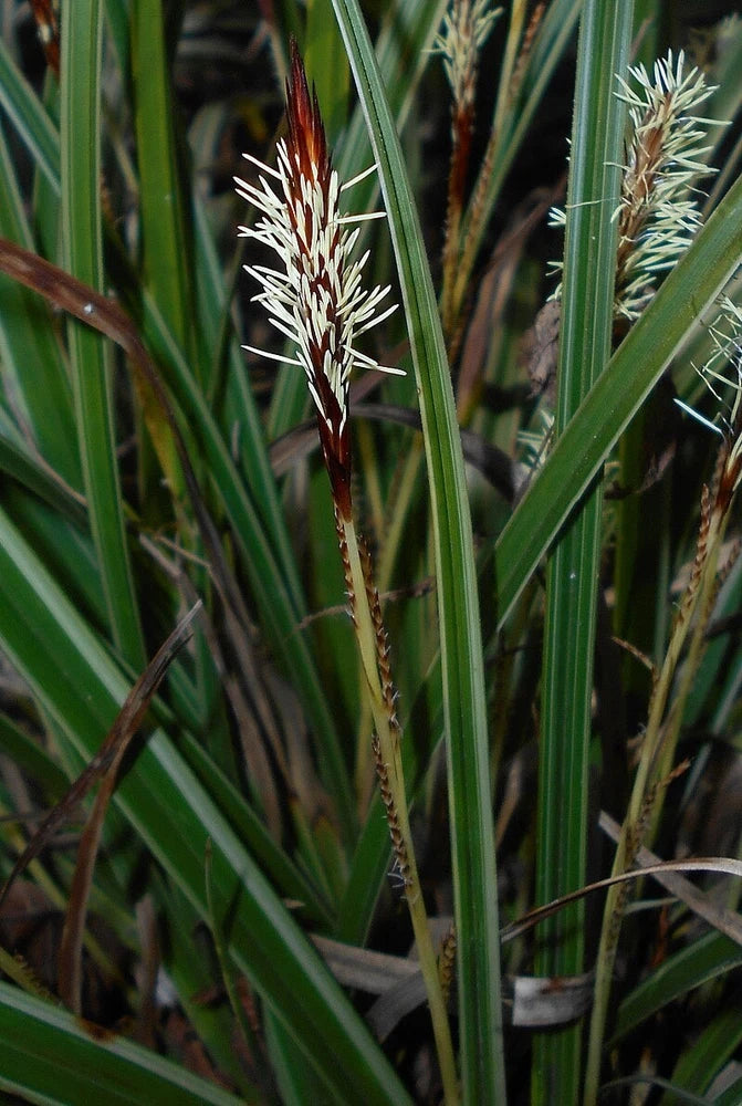 Carex morrowii Pinkie | Morrows & Japanese Grass Sedge | 100_Seeds Garden Plants