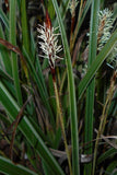 Carex morrowii Pinkie | Morrows & Japanese Grass Sedge | 100_Seeds Garden Plants