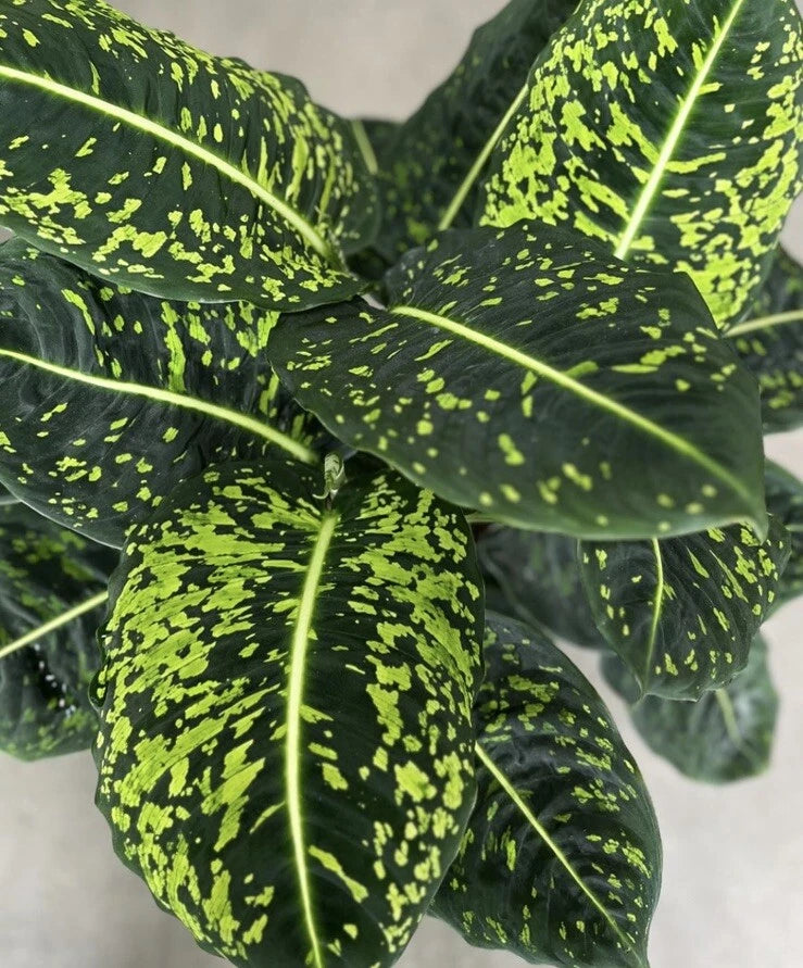 Dieffenbachia plant with dark green speckled leaves and pale yellow veins