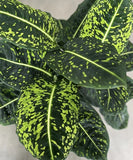 dieffenbachia plants Orchids