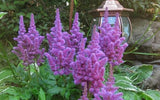 ASTILBE AMETHYST Perennial Root Plant * Great for Shade Gardens * SHIPPING NOW Garden Plants