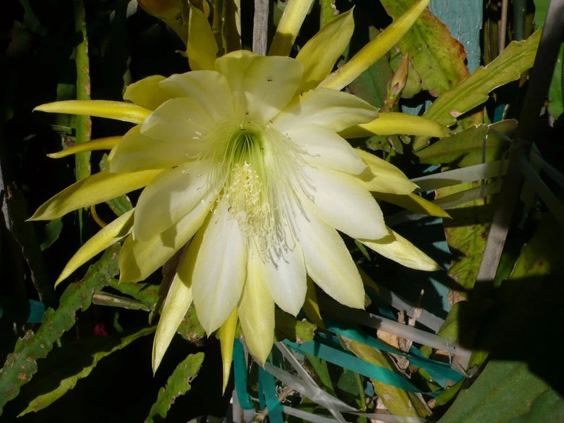 Orchid cactus flower with pale yellow blooms and green segmented stems