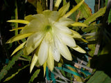 Epiphyllum, Orchid Cactus, " GENTLE WHISPER " ,  Don's Quart pots MAR/3 Orchids