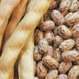 Pinto Bean Seeds | For Planting Bush Shell Beans Spanish Pea Vegetable Seed 2025 Flowering Plants