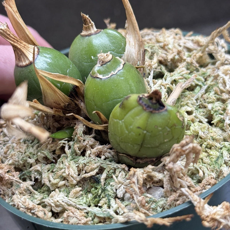 Tsubotaara Dragon Warrior Sprouted Back Bulb Divisiom Zygonisia Fragrant Orchid Orchids