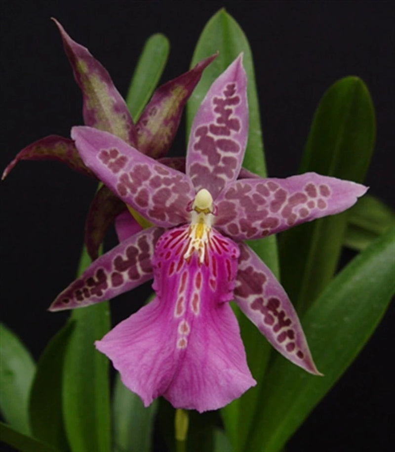( 8 ) Miltassia Dark Star 'Orchidwork'     NBS Orchids