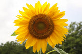 Giant Sunflower Seeds for Planting - Heirloom & Non-GMO - Mammoth Seeds Sunflower