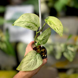Scindapsus Jade Satin Marbled Variegated Jungle Plant Green Plant