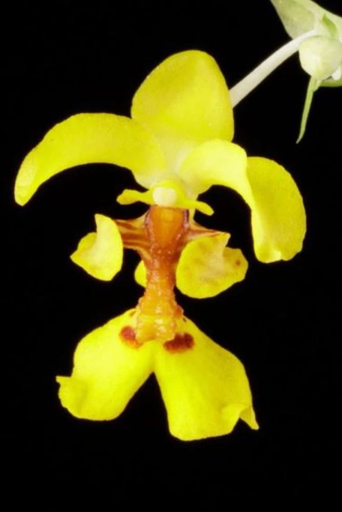Yellow orchid flower with five petals and ruffled lip on a green stem