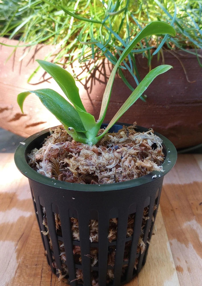 Green Phalaenopsis orchid plant in black 3-inch net pot with bark and roots