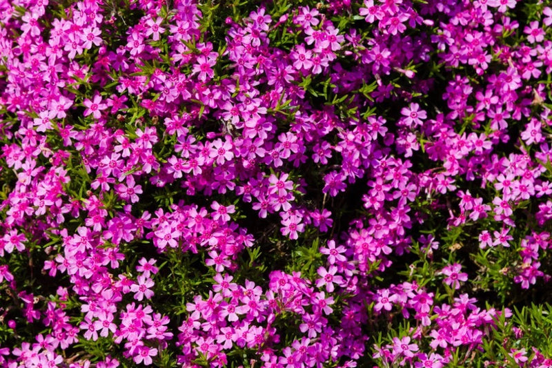 100+ Red Wings Phlox Seeds for Garden Planting - USA - FREE SHIPPING! Garden Plants