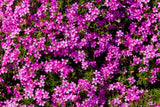 100+ Red Wings Phlox Seeds for Garden Planting - USA - FREE SHIPPING! Garden Plants