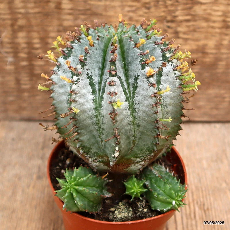 D3934 EUPHORBIA HORRIDA SNOWFLAKE pot8,5-H12-W9 cm MaMa Cactus Green Plant