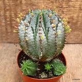 D3934 EUPHORBIA HORRIDA SNOWFLAKE pot8,5-H12-W9 cm MaMa Cactus Green Plant