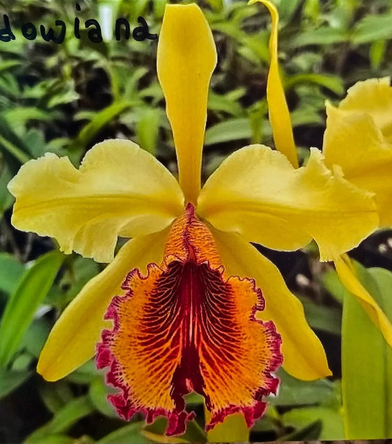 Yellow pot orchid flower with ruffled red-orange center lip