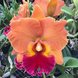 Rlc. Takeshi Akatsuka Orchids