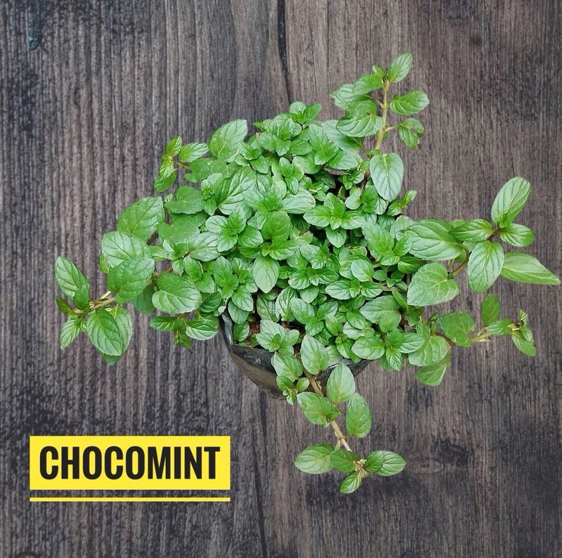 Chocomint plant with bright green leaves in a small pot