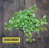Choco-mint Plant Orchids