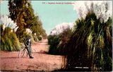 Vintage Postcard PAMPAS GRASS IN CALIFORNIA Man on Bicycle JS9 Pampas Grass