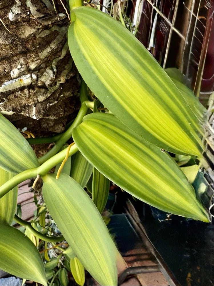 Variegated vanilla orchid plant with long green striped leaves