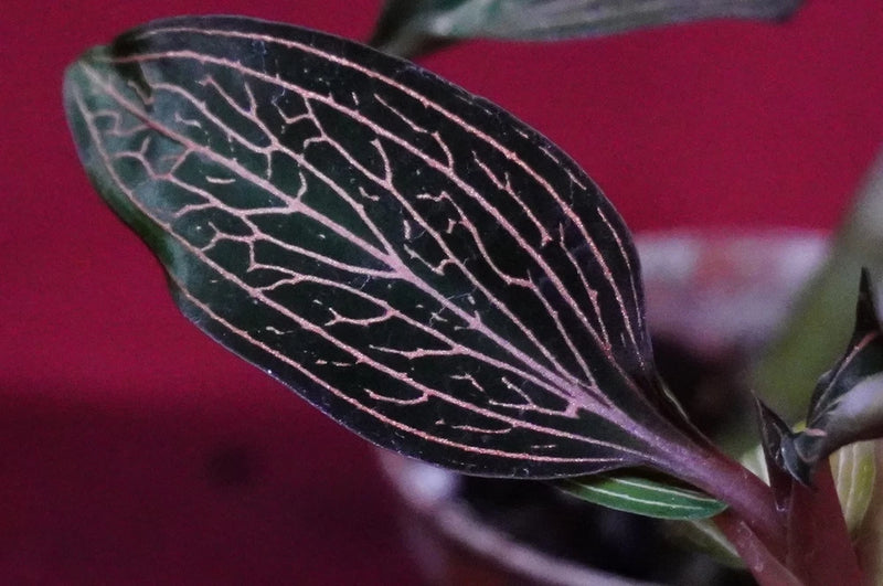Lightning Jewel Orchid plant with dark purple veined leaf detail