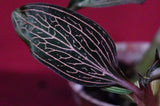 Ludisia Discolor Lightning Jewel Orchid Rare Terrarium Plant Orchids