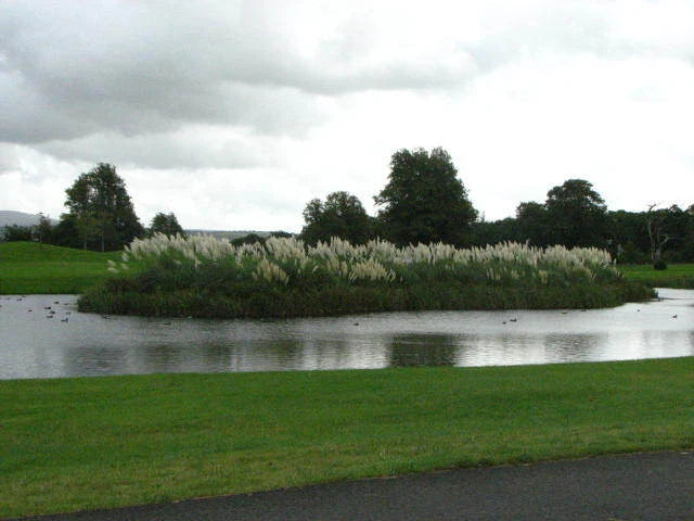 Photo 6x4 Pampas grass Ballynamona/S5539 This is a nice display, in the  c2007 Pampas Grass
