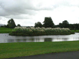 Photo 6x4 Pampas grass Ballynamona/S5539 This is a nice display, in the  c2007 Pampas Grass