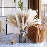 Natural Dried Pampas Grass Bouquet Home Decor Phragmites Dried Flowers (75PCS) Dried Flower