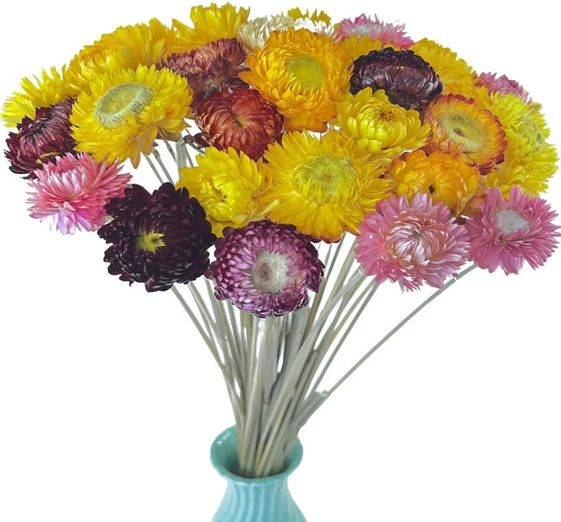TooGet 40 Pcs Natural Dried Daisies, Daisy Flowers 40PCS, Dried Flower