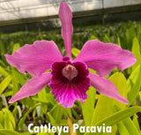 Huge Cattleya Pacavia Fragrant Live Orchid Plant Orchids