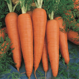 1100 DANVERS CARROT SEEDS FRESH HARVEST FOR GARDENS Garden Plants