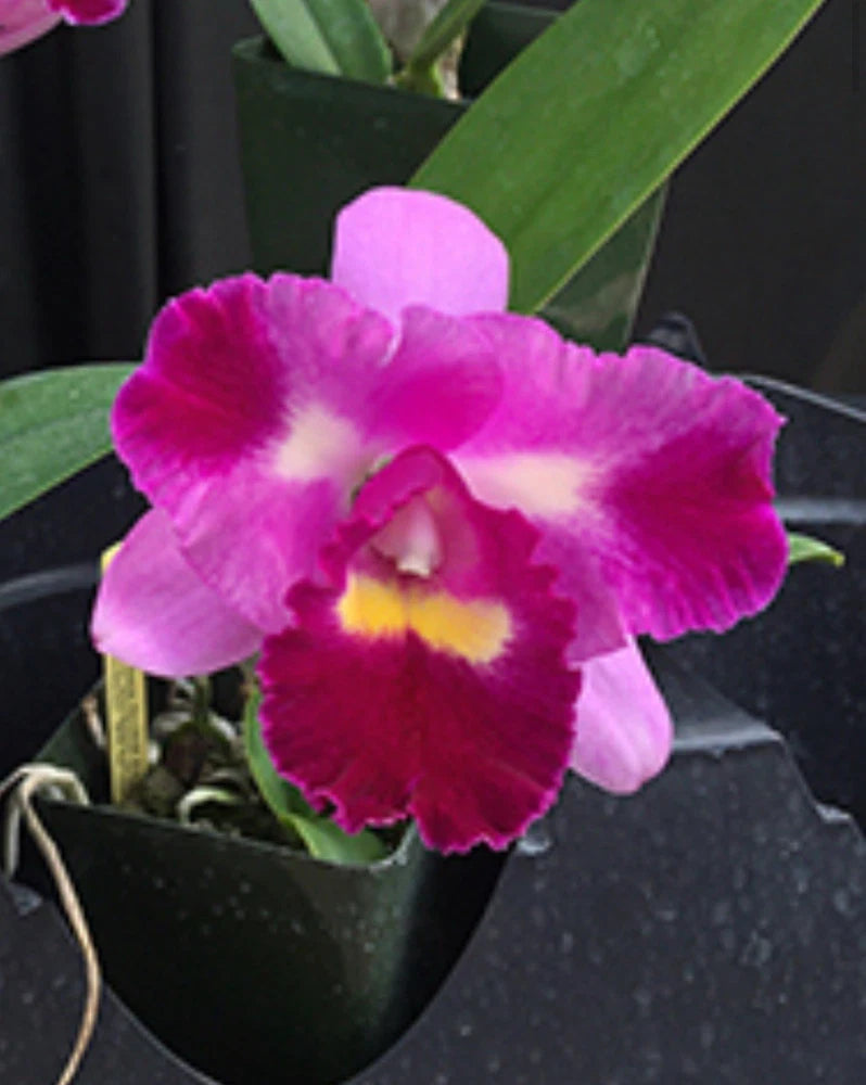 Purple Cattleya orchid bloom with pale pink petals and yellow center throat